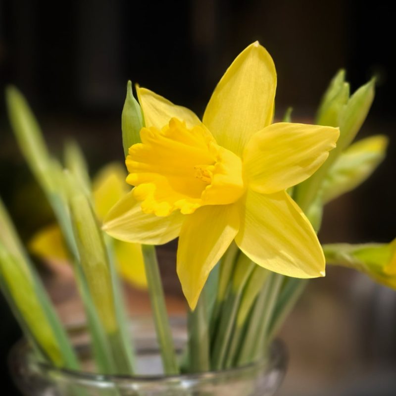 photo of daffodils in the singing room
